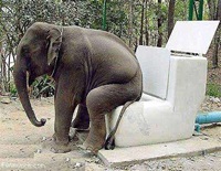 Elephant comode